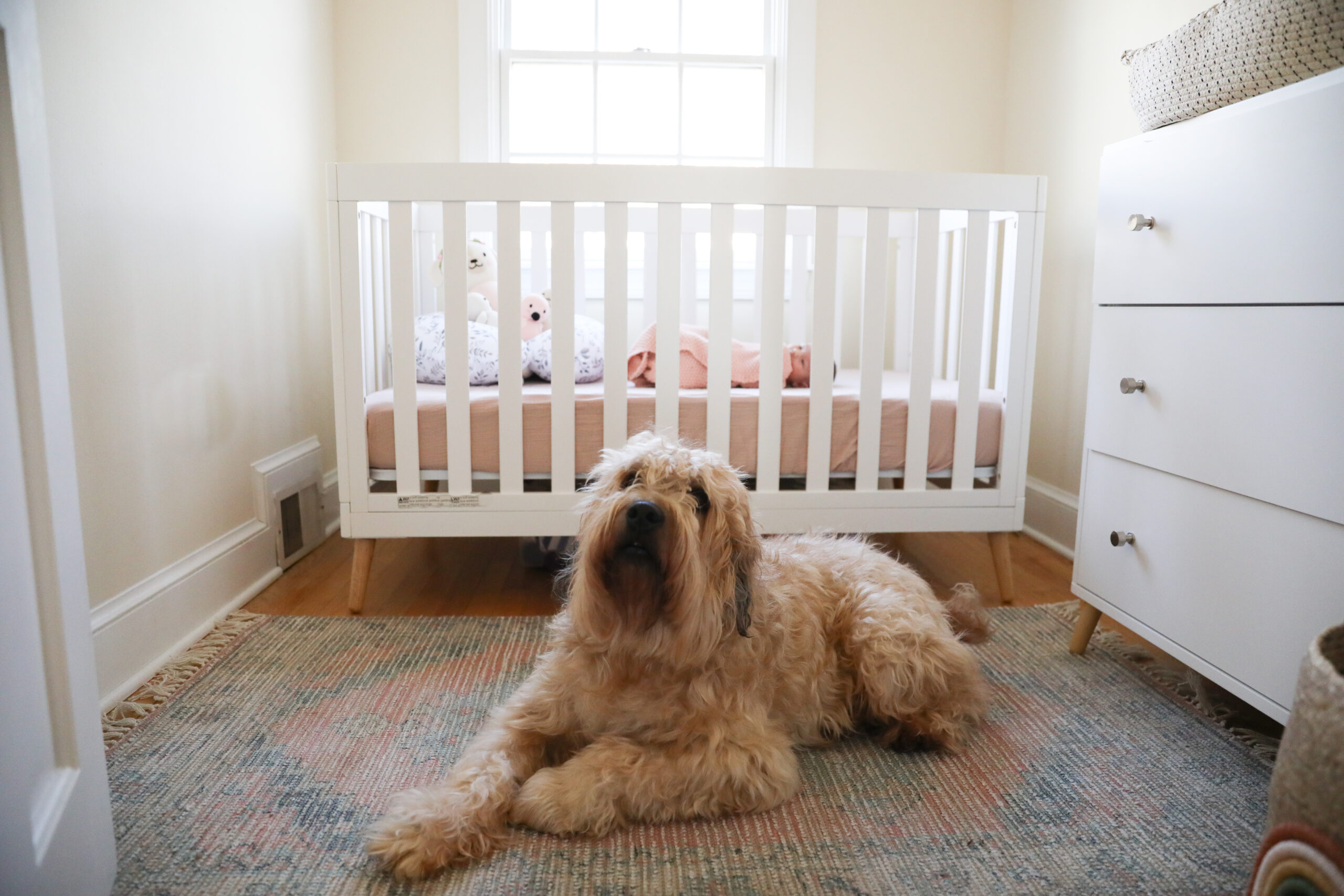 newborn nursery with dog
