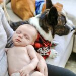 Newborn with dogs